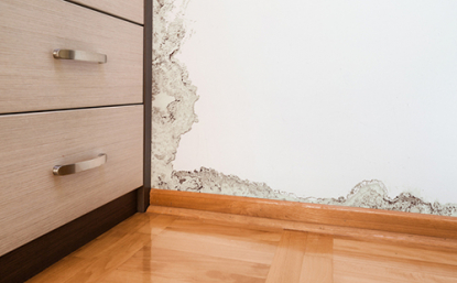 Mold.jpg