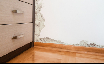 Mold.jpg